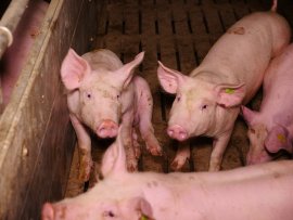 Junge Schweine