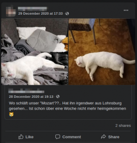 Katze vermisst 2