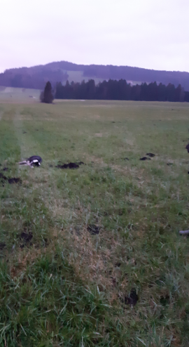 Kira tot im Feld