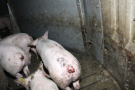 Schweine mit blutigen Schwänzen