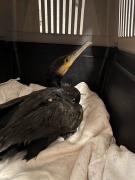 Kormoran