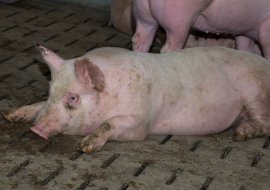 Schwein auf Vollspaltenboden