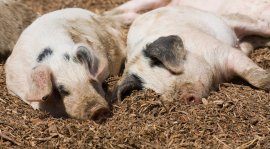 Zwei kuschelnde Schweine.