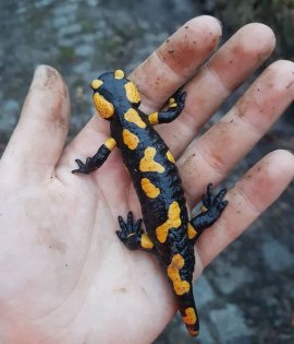 Feuersalamander
