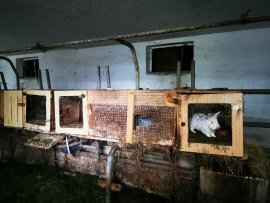 Kaninchen Holzbox