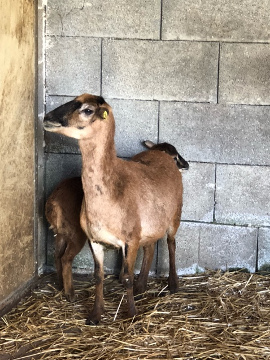bei Tierfreundin im Stall
