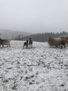 Schafe im Schnee
