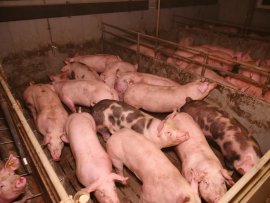 Schweine auf Vollspaltenboden
