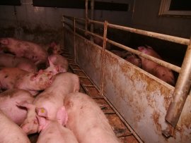 Schweine auf Vollspaltenboden 2