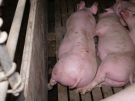 Schweine auf Vollspaltenboden 3