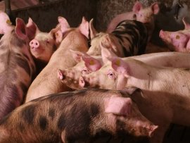 Schweine auf Vollspaltenboden 3
