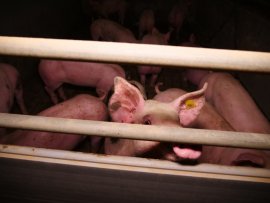 Schweine auf Vollspaltenboden