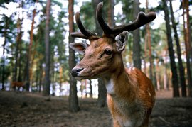 Damhirsch
