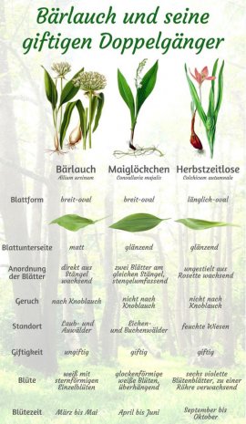 Gegenüberstellung der Erkennunsmerkmale von Bärlauch, Maiglöckchen und Herbstzeitloser