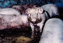 Schweine auf Vollspaltenboden