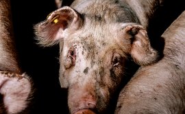 Schwein auf Vollspaltenboden