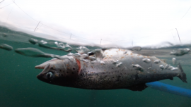 toter Lachs