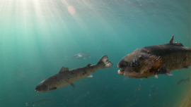 Seeläuse auf Lachs