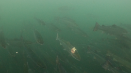 Fische mit Verletzungen