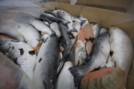 tote Fischkörper