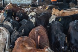Rinder auf Tiertransport