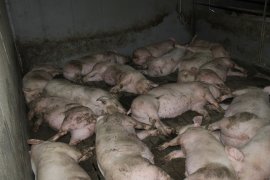 Scheine auf Vollspaltenboden