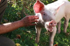 Schwein Anna bei einer Jause im Freien