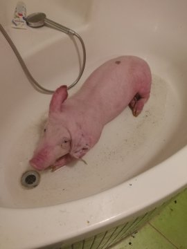 Paul wird gebadet