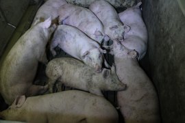 Schweine auf Vollspaltenboden