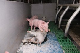 totes Ferkel