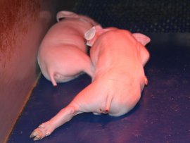 Ferkel ohne Schwanz