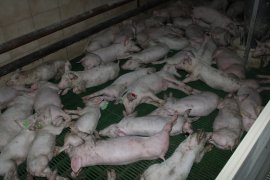 Schweine auf Vollspaltenboden