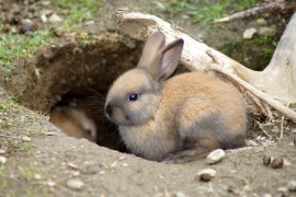 Kaninchen sitzt am Eingang zum Bau.