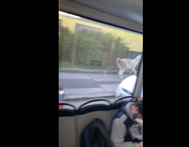 Lama auf dem Gehsteig