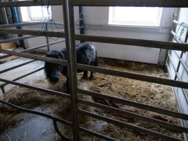 Pony Einzelhaltung