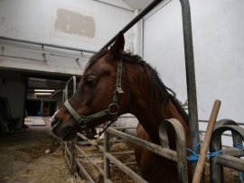 Pferd
