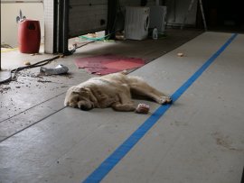 Hund, Müll