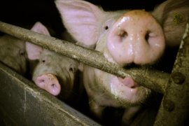 Schweine in Stall