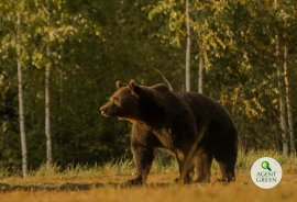 Bär Arthur