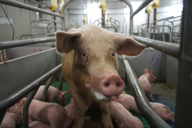 Ein Mutterschwein mit Ferkel in einem Kastenstand.