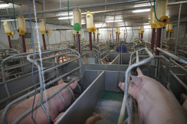 Übersicht über eine Schweinezucht mit Kastenständen.