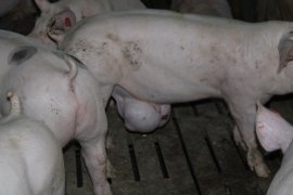 Schweine auf Vollspaltenboden 2