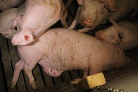 Schweine auf Vollspaltenboden 3