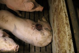 Schweine auf Vollspaltenboden 6