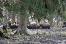 Wildschweine