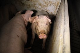 Schweine auf Vollspaltenboden