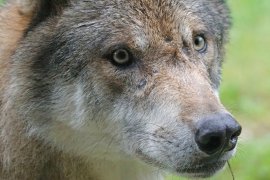 Wolf