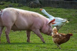 Ein Schwein, eine Gans und ein Huhn auf einer Wiese