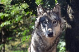 Wolf im Wald