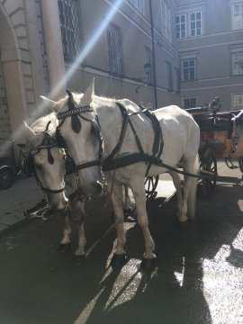 Fiakerpferde in Salzburg